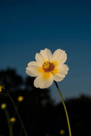 Close up of outdoor white flowersの素材