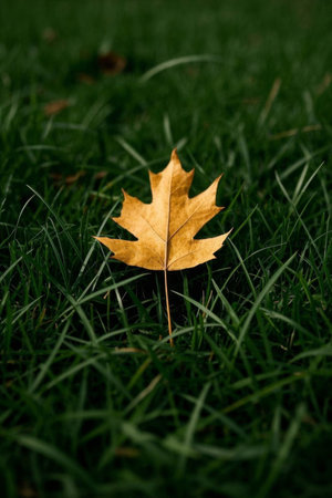 Golden maple leaves on the meadowの素材