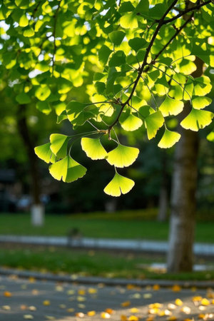 Close up of ginkgo branches and leaves in the sunの素材