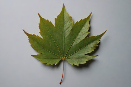 Green Maple Leaf Close up Materialの素材