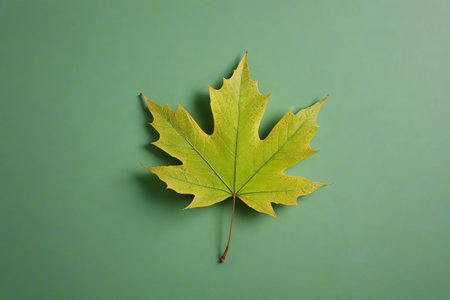 Yellow maple leaves on a green backgroundの素材