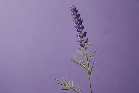Close up of purple lavenderの素材