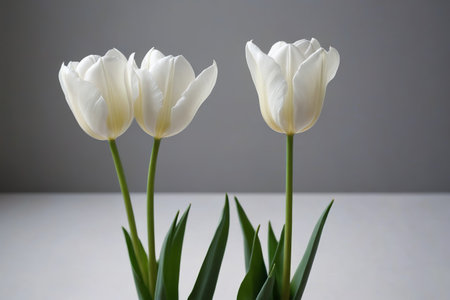 Close up of three white tulipsの素材