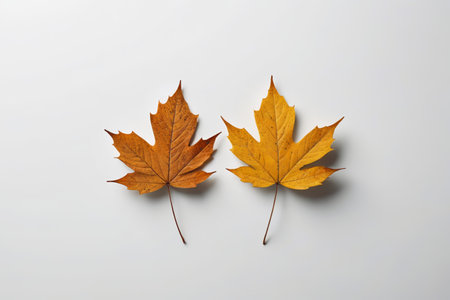 Close up of two yellow maple leavesの素材