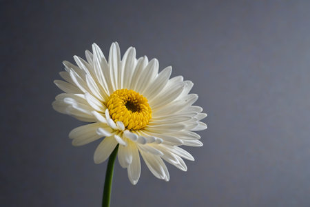 Close up of white daisyの素材