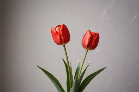 Close up of two red tulipsの素材