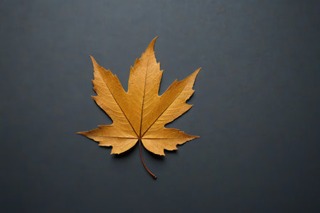Close up of yellow maple leavesの素材