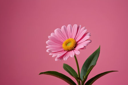 Single pink flower on pink backgroundの素材