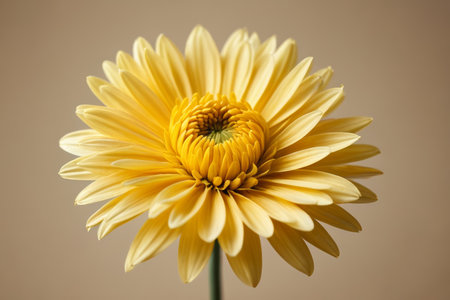 Close up of yellow flowersの素材