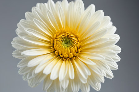 White Chrysanthemum Macro Close upの素材
