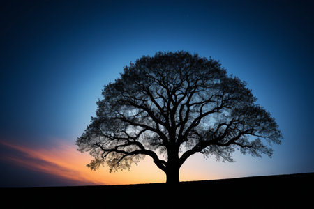 Silhouette of a lonely tree at sunsetの素材