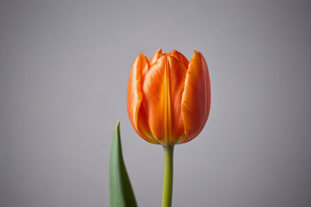 Close up of orange tulipsの素材