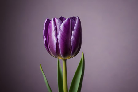 Close up of purple tulipsの素材