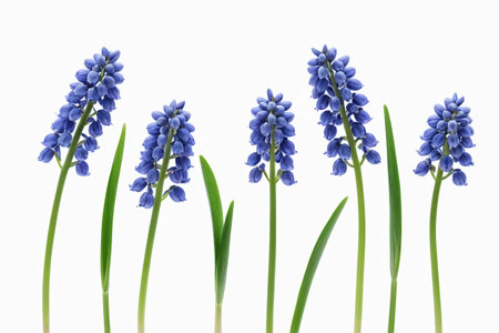 Close up of blue hyacinth flowersの素材