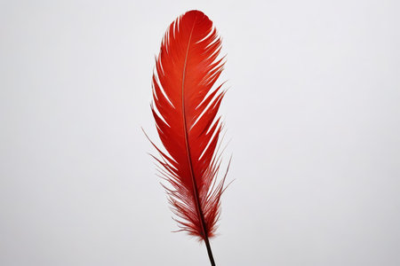 Close up of red feathersの素材