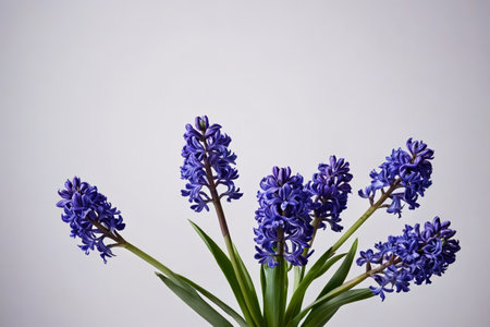 Close up of purple hyacinth flowersの素材