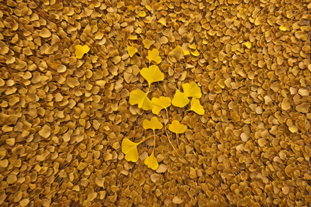 Golden ginkgo leaves scattered on the groundの素材