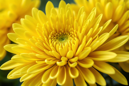 Close up of yellow chrysanthemumの素材