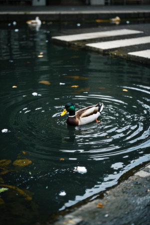 Ducks swimming in the pondの素材