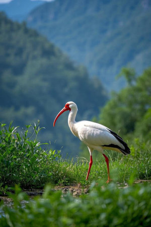 White storks stand in the grass in the wildの素材