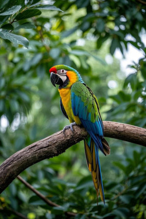 Colorful macaws on branchesの素材