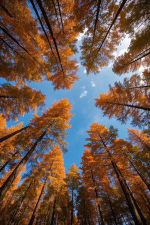 Tall Autumn Forest Trees from Low Angle Viewの素材