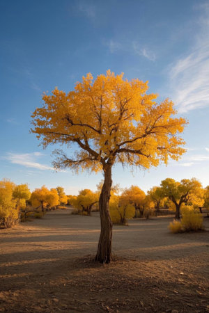 Golden Poplar Tree Sceneryの素材