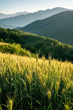 Field Small Scenery in the Windの素材