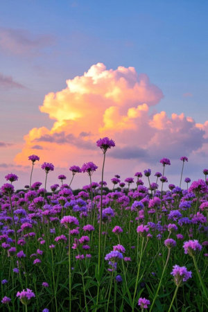 Sunset Purple Flower Seaの素材