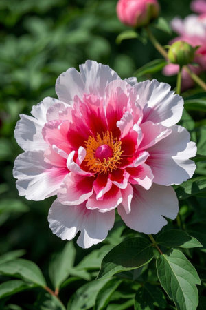 Blooming Pink Color FlowerClose upの素材