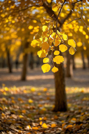 AutumnGroveGoldenTree Leaf Scenery in the Windの素材