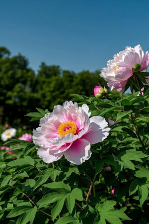 Blooming Pink Color FlowerClose upの素材