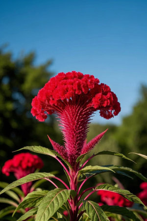 Red Color Flower Close upの素材