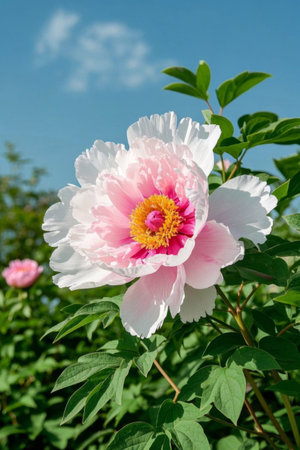 Blooming Pink Color FlowerClose upの素材