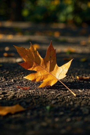 Yellow Color Maple Leaf Close upの素材