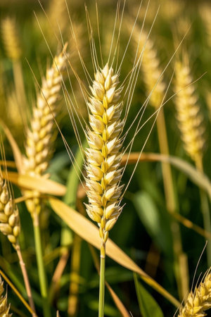 Small Close upの素材