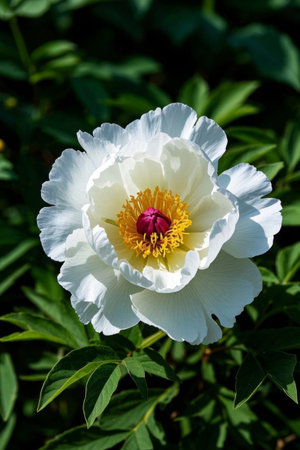 Blooming White Flower Close upの素材