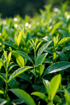 Tender Green Leaf Close upの素材