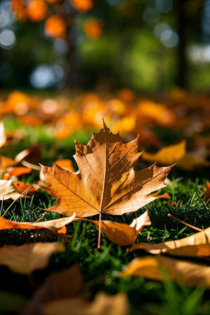 Grass Yellow Color Maple Leaf Close upの素材