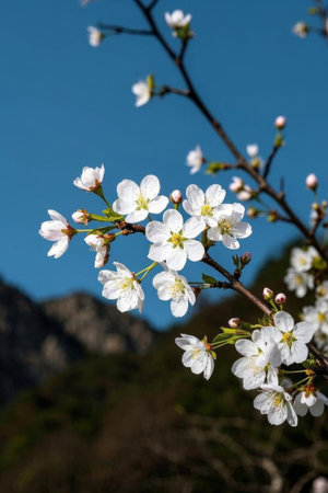 White flowers blooming against a blue sky backgroundの素材