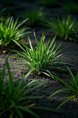 Close up of outdoor greeneryの素材