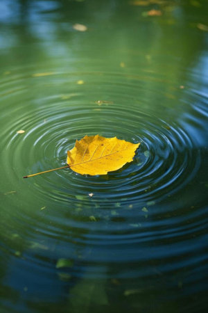 Yellow autumn leaves floating on the waterの素材