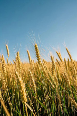 Mature wheat in the wheat fieldの素材