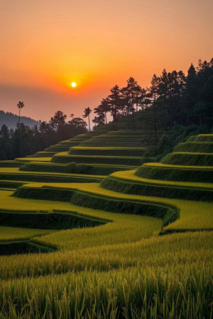 Terraced rice fields at sunsetの素材