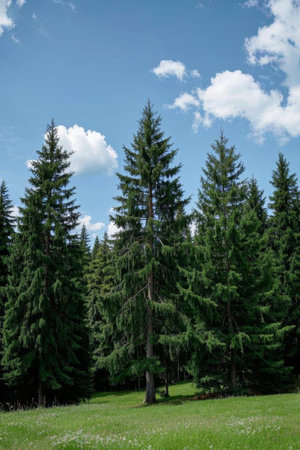 Outdoor forest blue sky, white clouds and green trees landscapeの素材