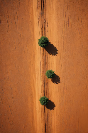 Aerial view of three green plants in the desertの素材