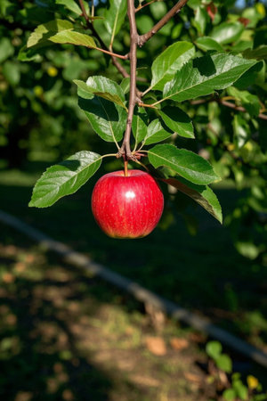Close up of red apple on branchの素材