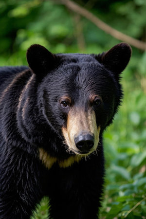Close up of a black bear in the wildの素材