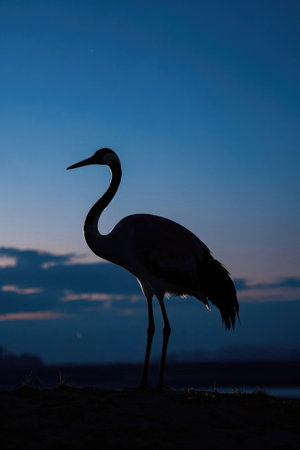 Silhouette of a crane standing in the duskの素材