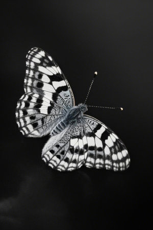 Close up of black and white butterfly patternの素材